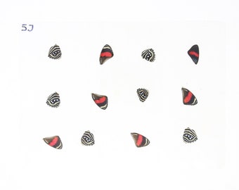 Laminated Sheet of Real Ethical Butterfly Wings for Art and Jewelry Making | A5 Glossy 80 mic 154 x 216mm (SKU: 5J)