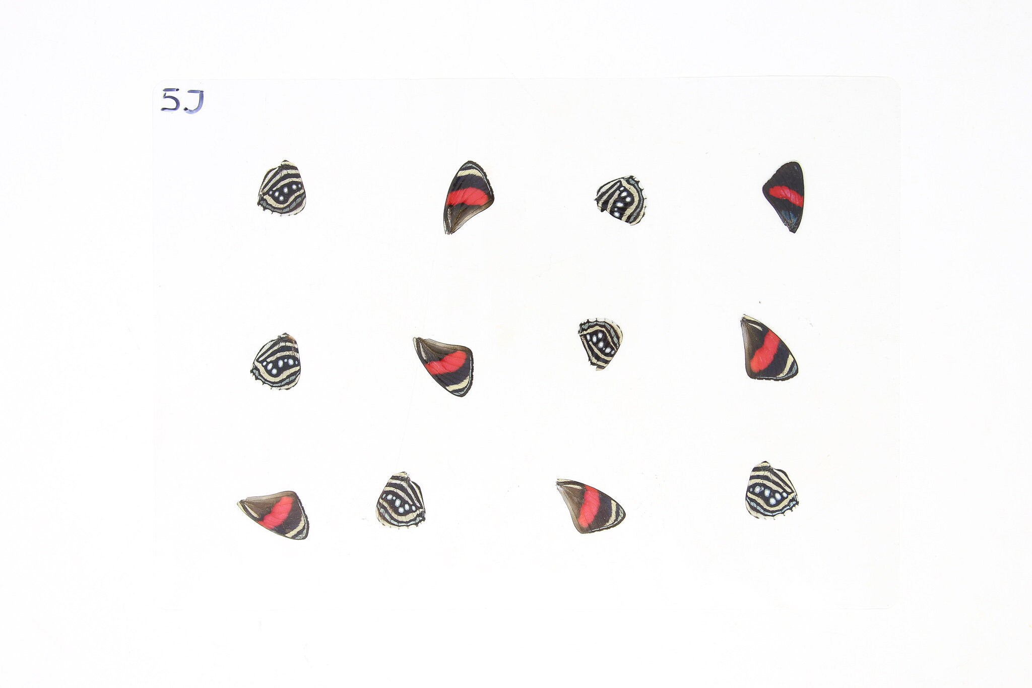 Laminated Sheet of Real Ethical Butterfly Wings for Art and Jewelry Making A5 Glossy 80 mic