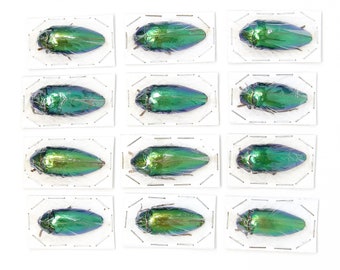 Mixed Assorted Insects Bug Collection, A1 Quality Real Dry-Preserved Specimens, Entomology Taxidermy Curiosities (LOT*129)
