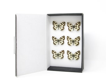 6 x Marbled White Butterflies (Melanargia galathea) inc Scientific Collection Data, A1 Quality, Entomology, Real Lepidoptera Specimens #SE11