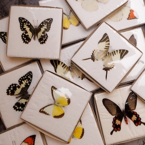 Real Butterflies for Artists Ethically Sourced | Assorted Specimens with Spread Wings A1 Best Quality | Free Shipping