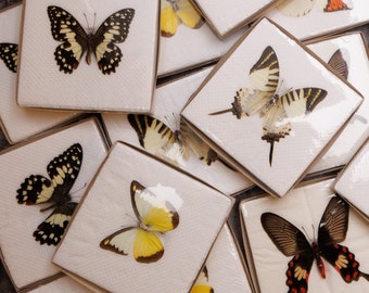 Mariposas reales para artistas de origen ético / especímenes surtidos con alas extendidas A1 La mejor calidad / Envío gratuito