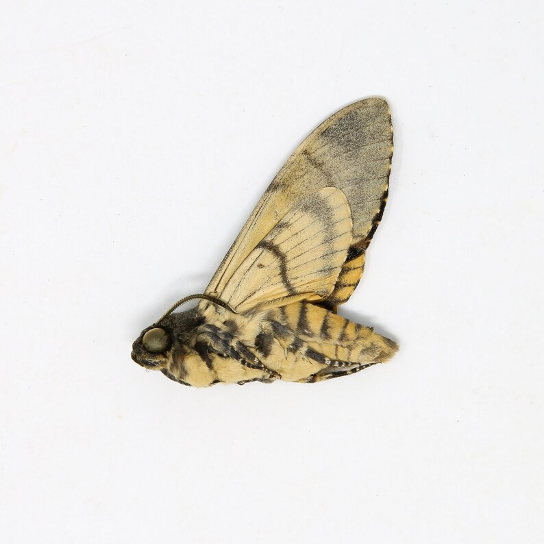 Peut inclure: Un papillon de nuit pr&eacute;serv&eacute; avec des ailes ray&eacute;es brunes et noires et un corps jaune. Le papillon a un grand &oelig;il rond.