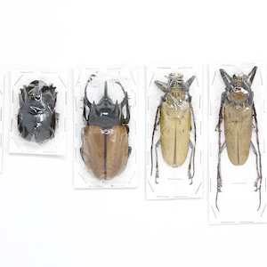 Assorted Specimens Insect Collection (Thailand) A1 Unmounted Dried Beetles, Coleoptera LOT*152