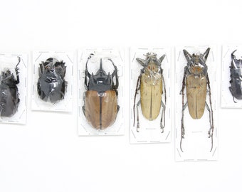 Assorted Specimens Insect Collection (Thailand) A1 Unmounted Dried Beetles, Coleoptera LOT*152