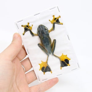 Peut inclure: Une grenouille conservée avec des marques jaunes et noires sur ses pieds et un corps gris-bleu, présentée dans un cadre en plastique transparent.