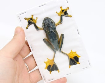 TWO (2) Reinwardt's Tree Frogs (Rhacophorus Reinwardtii) 3.5 Inches, A1 Real Dry-Preserved Specimens Taxidermy