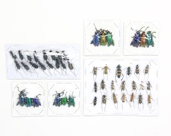 Assorted Specimens Insect Collection (Thailand) A1 Unmounted Dried Beetles, Coleoptera LOT*183