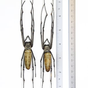 May include: Two large, brown and black insects with long, thin legs. The insects are mounted on a white background next to a ruler measuring 30 inches.