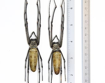 10 x Golden Orb Weaver Spiders (Nephila pilipes) 8 inch | A1 Unmounted Specimen | Dry-preserved Taxidermy WHOLESALE
