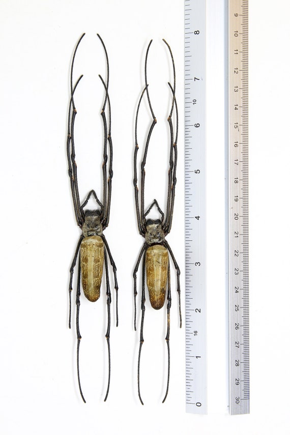 10匹のオニグモ（Nephila pilipes）8インチ｜A1サイズ未塗装標本｜乾燥 