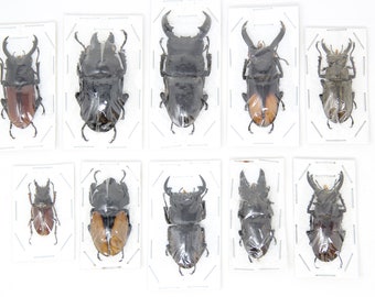 Assorted Specimens Insect Collection (Thailand) A1 Unmounted Dried Beetles, Coleoptera LOT*019