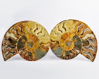 Large Cut & Polished Ammonite Pair | 22.5x190mm | 115 Million Years | Fossil Specimen