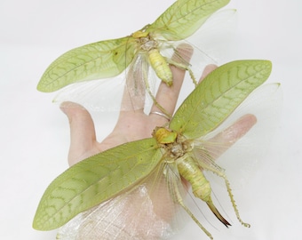 Pair of Hercules Leaf Mimic Katydids 8" Wingspan (Pseudophyllus hercules) Spread Specimens A1 Quality Real Insect Entomology