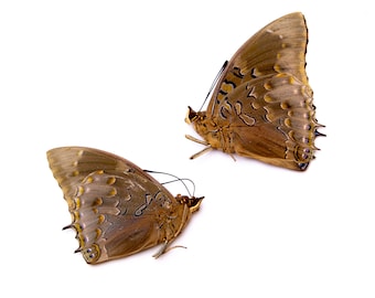 TWO (2) Charaxes mixtus | A1 Real Dry-Preserved Butterflies | Unmounted Entomology Taxidermy Specimens