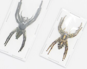 PAIR (2) Giant Jumping Spiders (Hyllus giganteus) A1 Arachnid Specimens