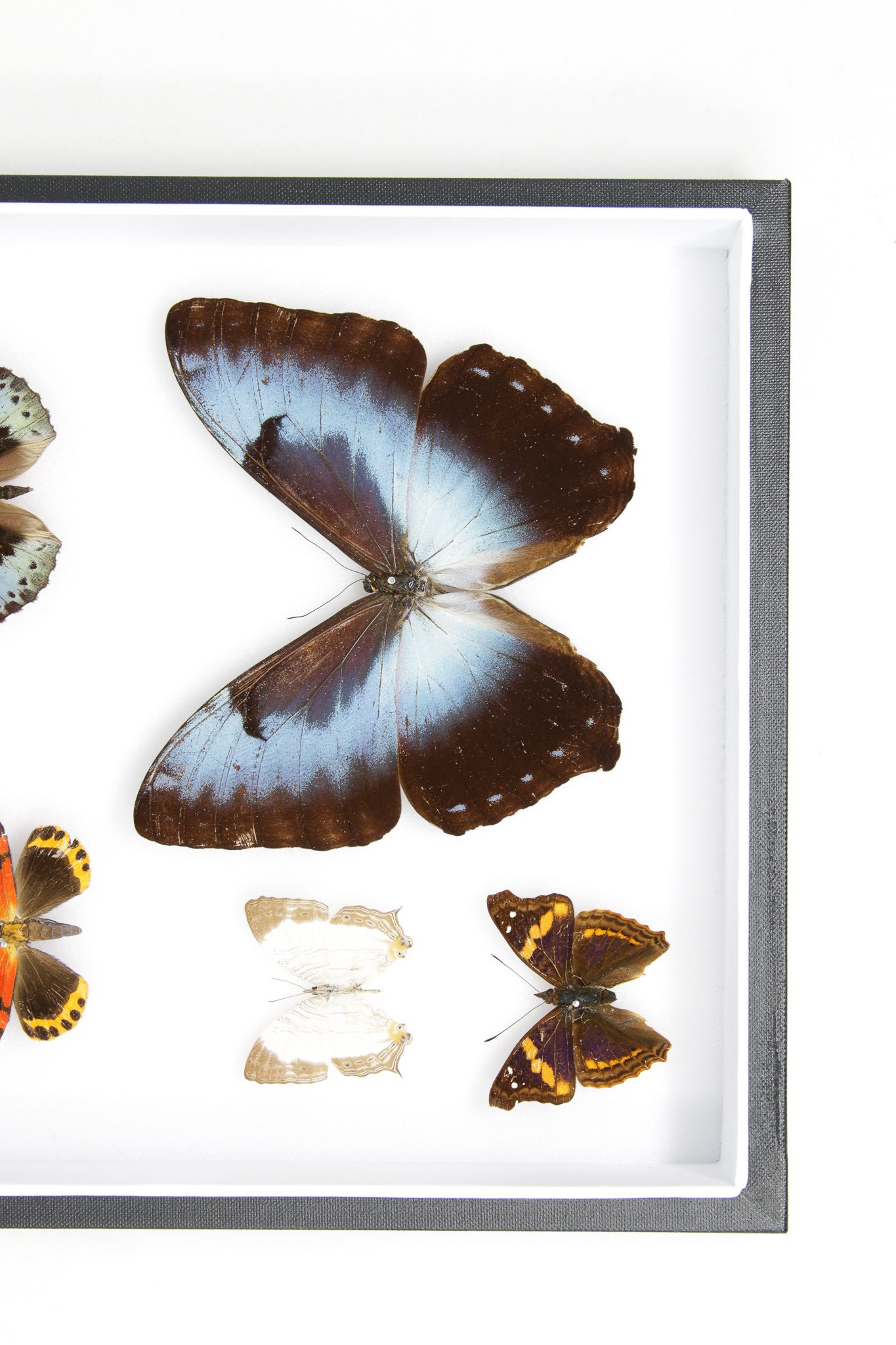 Tropical Drypreserved Butterfly Specimens Pinned, Entomology Box