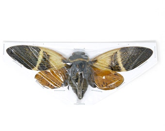 Two (2) Giant Coconut Cicadas, Angamiana floridula 135mm | A1 Spread Specimens, Entomology