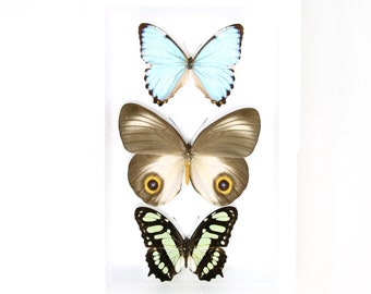 Pinned Tropical Butterflies, A1 Real Pinned Set Butterfly Specimens, Entomology Taxidermy (#BUT21)