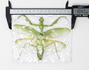 1 x Large Green Praying Mantis Thailand, Spread Specimens, Taxidermy Entomology