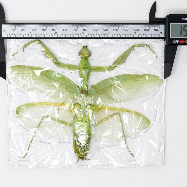 1 x mantide religiosa verde tailandese, campioni diffusi, entomologia tassidermica