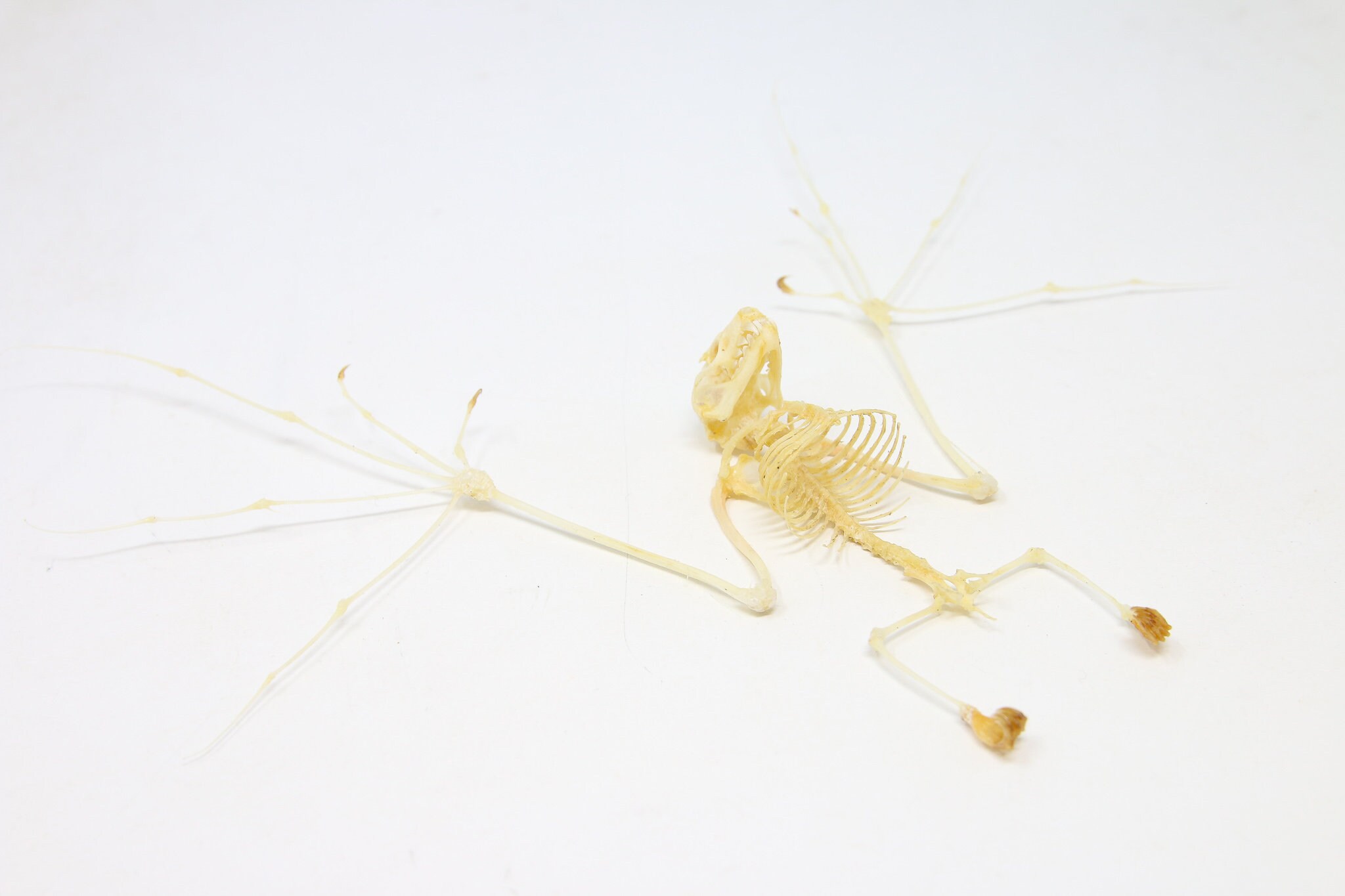 Minute Fruit Bat Skeleton (Cynopterus minutus) A1 Spread Specimen