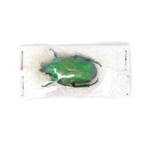 One (1) Ischiopsopha yorkiana, Unmounted Beetle Specimens with Scientific Collection Data, A1 Quality