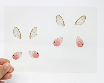 Laminated Sheet of 8 Wings, Pink Clearwing Butterflies (Cithaerias aurorina), for Art and Craft Jewelery Making