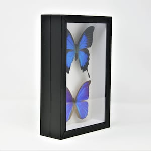 Entomology Box Butterfly Display Case with Glass Lid, Insect Display Box for Pinned Bugs & Butterflies image 9