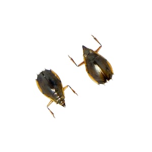 May include: Two dark brown water beetles with light brown markings on a white background.
