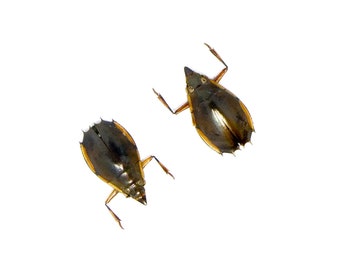 TWO (2) Tiny 10mm Water Beetles (Porrorhynchus marginatus) Unmounted Specimens