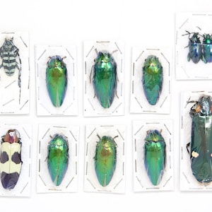 Assorted Specimens Insect Collection (Thailand) A1 Unmounted Dried Beetles, Coleoptera LOT*153