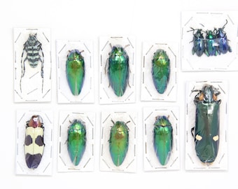 Assorted Specimens Insect Collection (Thailand) A1 Unmounted Dried Beetles, Coleoptera LOT*153