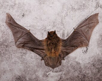 DEUX (2) chauve-souris pygmées de Java (Pipistrelluis javanicus) | Spécimen conservé à sec A1 de 7 pouces d'envergure (non CITES)