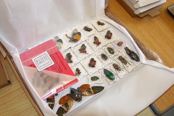 昆虫標本のミックスパック | 剥製無脊椎動物と昆虫の詰め合わせ - Etsy