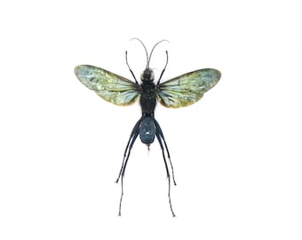 1 x Wasp, Macromeris iridipennis A1 Spread Specimen 50-55mm Wingspan