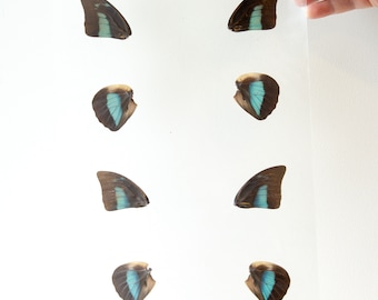 Butterfly Wings GLOSSY LAMINATED SHEET Real Ethically Sourced Specimens Moths Butterflies Wings for Art -- S91