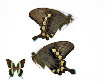 TWO (2) Papilio blumei The Green Swallowtail Butterfly, Dry-Preserved Unmounted Specimens, Entomology Taxidermy Lepidoptera Butterflies