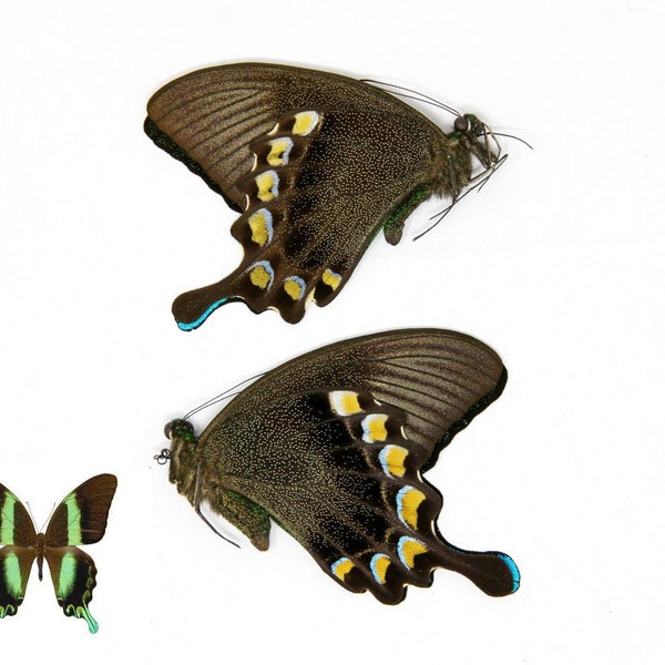 TWO (2) Papilio blumei The Green Swallowtail Butterfly, Dry-Preserved Unmounted Specimens, Entomology Taxidermy Lepidoptera Butterflies