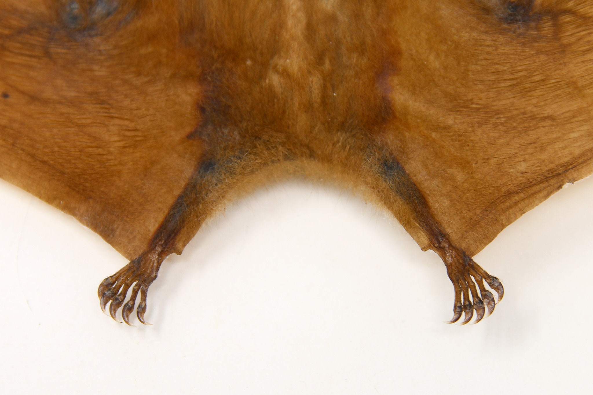 Blossom Fruit Bat (Macroglossus minimus) A1 Drypreserved Specimen 10