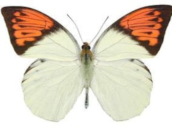 Two (2) Great Orange Tip Butterflies (Hebomoia glaucippe celebensis) A1 Real Dry-Preserved Unmounted Specimens