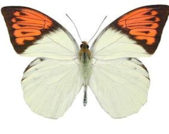 Two (2) Great Orange Tip Butterflies (Hebomoia glaucippe celebensis) A1 Real Dry-Preserved Unmounted Specimens