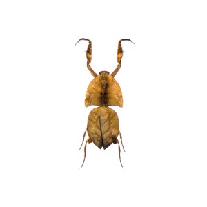 May include: A brown leaf insect with long, thin legs and a body that resembles a leaf. The insect is posed with its legs extended and its head raised.