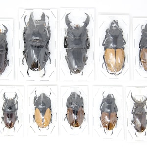 Assorted Specimens Insect Collection (Thailand) A1 Unmounted Dried Beetles, Coleoptera LOT*022