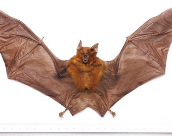 LOT OF 10 Roundleaf Bats (Hipposideros larvatus) 9 Inch Wingspan (Non-CITES), Wholesale Specimens