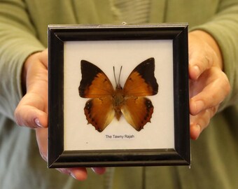 Real Butterfly Specimen Vintage Framed Dry-preserved Taxidermy Butterfly