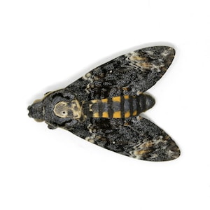 A Deaths Head Hawk Moth (Acherontia atropos) | Unmounted Ethical Specimen | The Silence of the Lambs