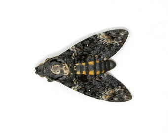 1 x Deaths Head Hawk Moth (Acherontia atropos) | Unmounted Ethical Specimen | The Silence of the Lambs