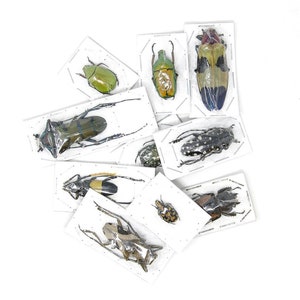 Pack of 5, 10, 25, 100 Assorted Beetles A1 | Unmounted Insect Specimens for Entomology