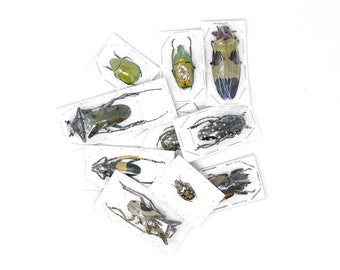 Pack of 5, 10, 25, 100 Assorted Beetles A1 | Unmounted Insect Specimens for Entomology